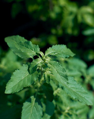 Tulsi or Holy Basil, an aromatic perennial herb native to the Indian subcontinent. Revered in Hindu culture, it's considered a sacred plant and highly valued in traditional medicine like Ayurveda.
