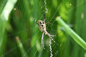 Argiope bruennichi or wasp spider. It is a species of orb- weaver spider found Europe, Asia and Africa. This species features distinctive yellow, white and black markings on its abdomen.