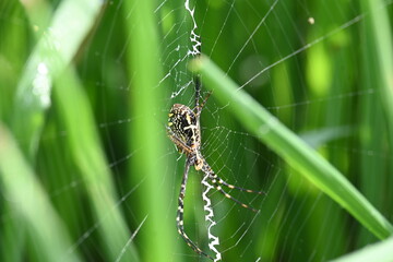Argiope bruennichi or wasp spider. It is a species of orb- weaver spider found Europe, Asia and Africa. This species features distinctive yellow, white and black markings on its abdomen.