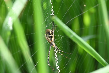 Argiope bruennichi or wasp spider. It is a species of orb- weaver spider found Europe, Asia and Africa. This species features distinctive yellow, white and black markings on its abdomen.