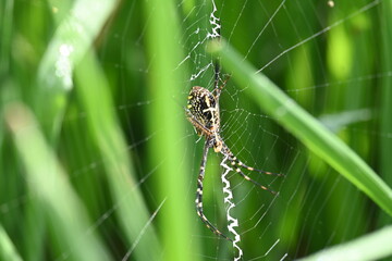 Argiope bruennichi or wasp spider. It is a species of orb- weaver spider found Europe, Asia and Africa. This species features distinctive yellow, white and black markings on its abdomen.