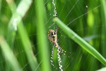 Argiope bruennichi or wasp spider. It is a species of orb- weaver spider found Europe, Asia and Africa. This species features distinctive yellow, white and black markings on its abdomen.