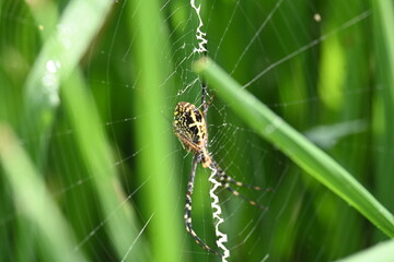 Argiope bruennichi or wasp spider. It is a species of orb- weaver spider found Europe, Asia and Africa. This species features distinctive yellow, white and black markings on its abdomen.