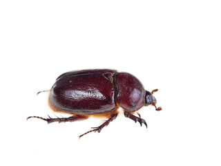 Reddish beetle on a white background. Lesser rhinoceros beetle (Phyllognathus excavatus)