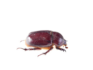 Reddish beetle on a white background. Lesser rhinoceros beetle (Phyllognathus excavatus)