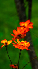 Colorful Flowers Nature Beautiful Bloom Spring Garden Floral Petals Bright Vibrant Plant Green Outdoor Natural Beauty Freshness Summer Meadow Landscape Environment Botany Color Detail Background Bloss