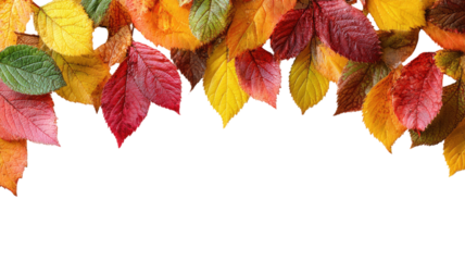 Autumn leaf border frame with colorful fall foliage creating abstract modern seasonal decorative pattern on white background