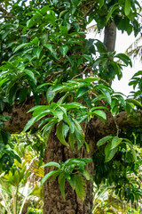 Akia or Fish Poison Plant (Wikstroemia sandwicensis)