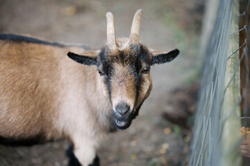 Goats, Sheep, Farm Animals Perfect for Products, Wallpapers, Brochures, Flyers