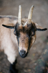 Goats, Sheep, Farm Animals Perfect for Products, Wallpapers, Brochures, Flyers