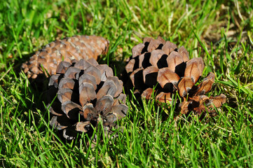 Three pine cones on the grass