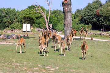 A herd of antelopes comes running towards me while I'm photographing them. © eugen_z