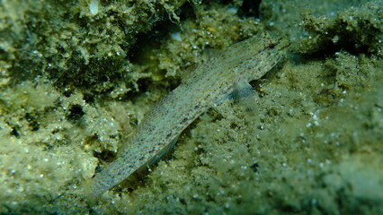 Bucchich's goby (Gobius bucchichi) undersea, Aegean Sea, Greece, Halkidikii, Pirgos beach
