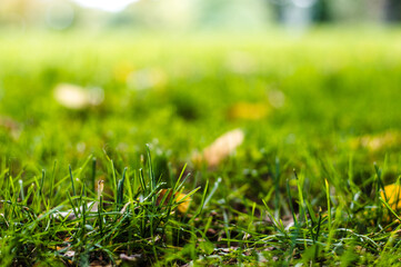 Grass with a blurry background.