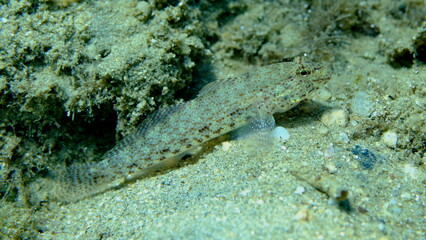 Bucchich's goby (Gobius bucchichi) undersea, Aegean Sea, Greece, Halkidikii, Pirgos beach
