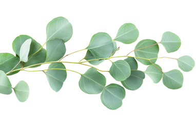 Obraz premium Green eucalyptus leaves on white background.png
