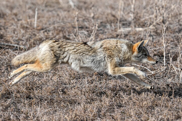 Coyote Running