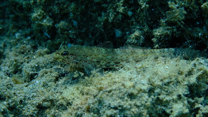 Bucchich's goby (Gobius bucchichi) undersea, Aegean Sea, Greece, Halkidikii, Pirgos beach
