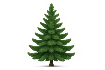 Evergreen spruce christmas tree vector graphic with a transparent background for holiday designs