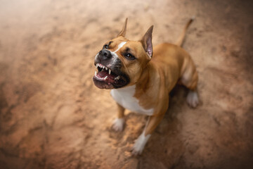 An American Staffordshire Terrier with tan and white fur stands on a sandy surface. The dog is snarling and growling, baring its teeth in an aggressive manner