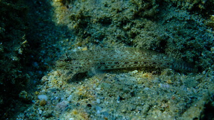 Bucchich's goby (Gobius bucchichi) undersea, Aegean Sea, Greece, Halkidikii, Pirgos beach
