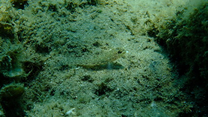 Bucchich's goby (Gobius bucchichi) undersea, Aegean Sea, Greece, Halkidikii, Pirgos beach
