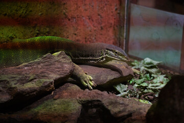 Lizard Relaxing on Rocks with Green Background