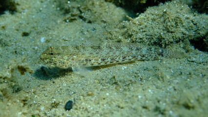 Bucchich's goby (Gobius bucchichi) undersea, Aegean Sea, Greece, Halkidikii, Pirgos beach
