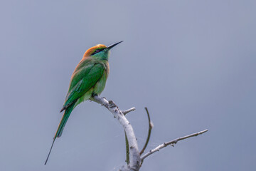 admired for its brilliant green plumage, slender body, and elegant tail streamers. Known for its aerial insect-hunting skills