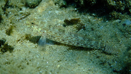 Bucchich's goby (Gobius bucchichi) undersea, Aegean Sea, Greece, Halkidikii, Pirgos beach
