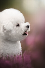 A small, white Bichon Frise dog with curly fur stands in a meadow of purple heather. Its tongue is sticking out slightly, giving it a playful expression