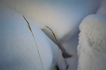 Dry grass stems sticking out of soft snow in winter close-up