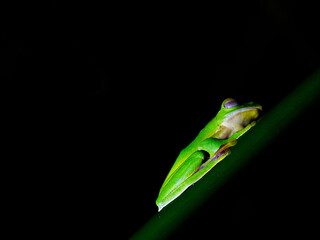 The Malabar gliding frog is sleeping peacefully on the Tree.