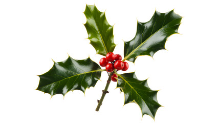Holly branch with red berries isolated on transparent background