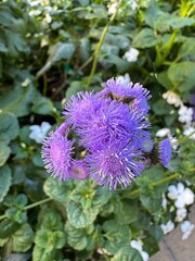 Purple thistle-like flowers with green leaves and white blossoms