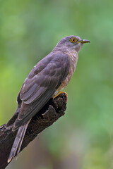 highlights the bird’s sharp yellow eyes, barred underparts, and raptor-like appearance