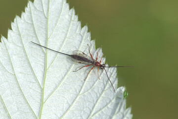 Female Ichneumon wasp Perithous on the underside of a leaf. Tribe Delomeristini. Subfamily Pimplinae. Family Ichneumonidae. June, Netherlands.