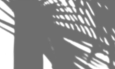 Abstract Overlay of Palm Leaf Shadow on a White Background for Minimal and Aesthetic Mockup Display