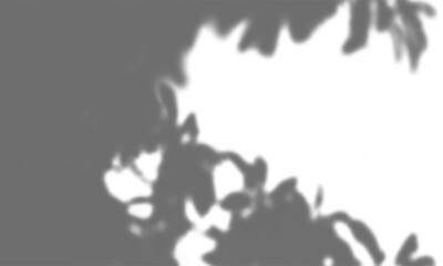 Organic Tree Branch and Leaf Shadow Overlay on a White Background Creating a Soft and Blurred Texture