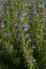 Rosemary plant with bee in flight