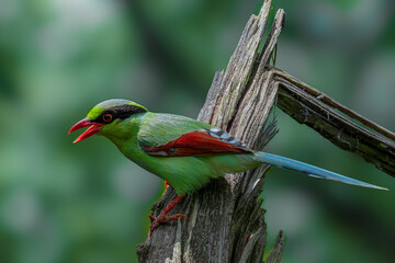 Captured in vibrant natural light, showcasing its vivid green plumage, red bill, and black eye-mask