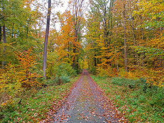 autumn in the forest