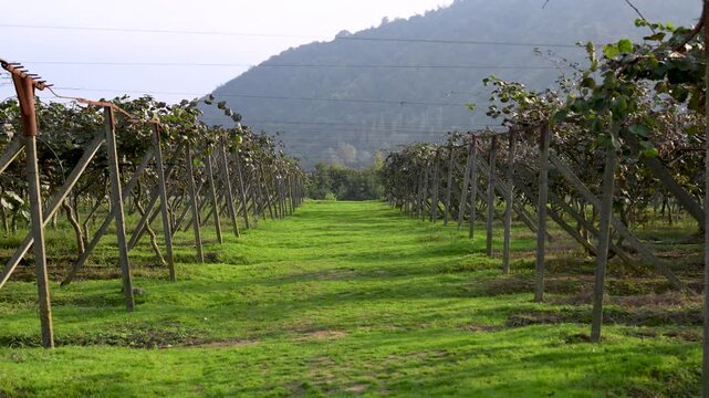 Kiwi plantation with mountain view