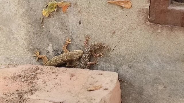 The Common house gecko. Two lizards fighting. One lizard bites the other. House geckos fighting on a wall in broad daylight, biting each other. 4K Footage.