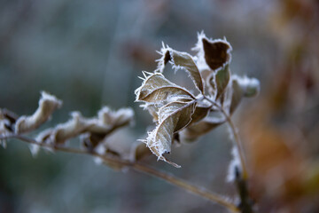 Frozen leaves on a tree. Selective focus.
