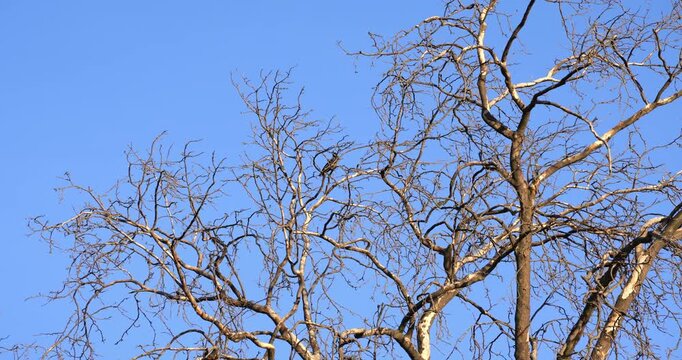 Crow on a tree in an autumn wood