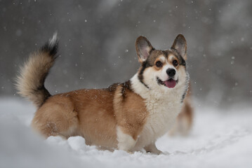 A joyful Welsh corgi pembroke dog runs through fresh snow. The canine is happy and enjoying the Winter weather. Snowflakes fall gently around the animal