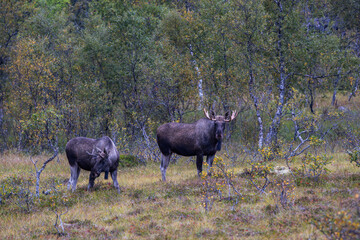 Moose grazing in the wild in Lofoten Islands, Norway, surrounded by autumn vegetation and trees.