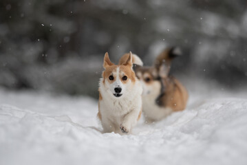 Two Pembroke Welsh Corgi dogs are seen playing outside in the fresh snow. The light brown and white corgis are running around having fun in winter weather
