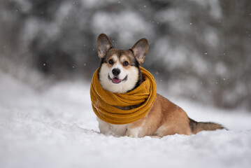 A Pembroke Welsh Corgi dog sits in the snow. The corgi has a yellow knit scarf wrapped around its neck. The dog is outside in a natural setting during the winter season